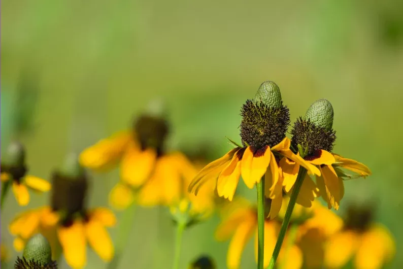 Clasping Coneflower
