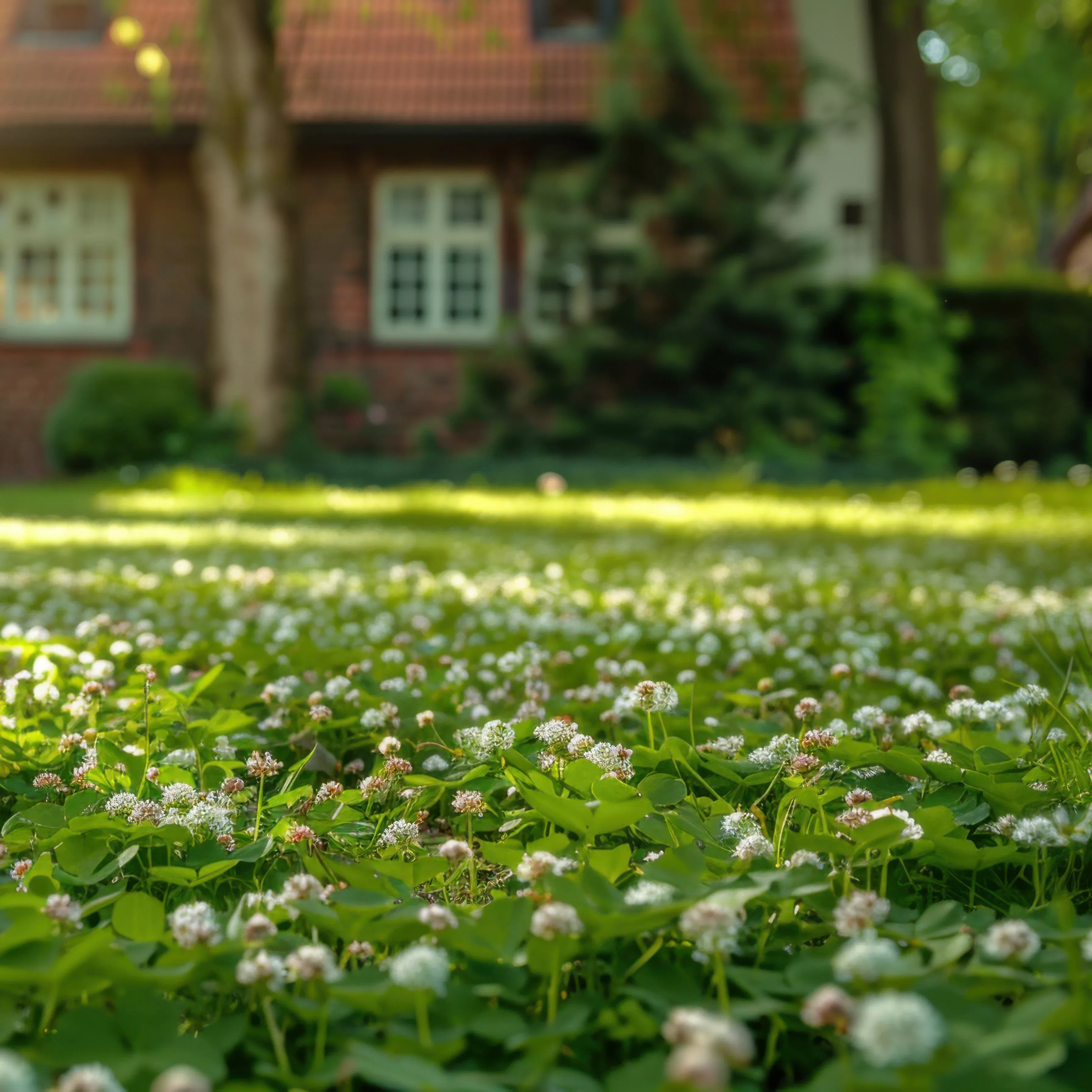 classic-clover-lawn-seed-mix Classic Clover Lawn Seed Mix