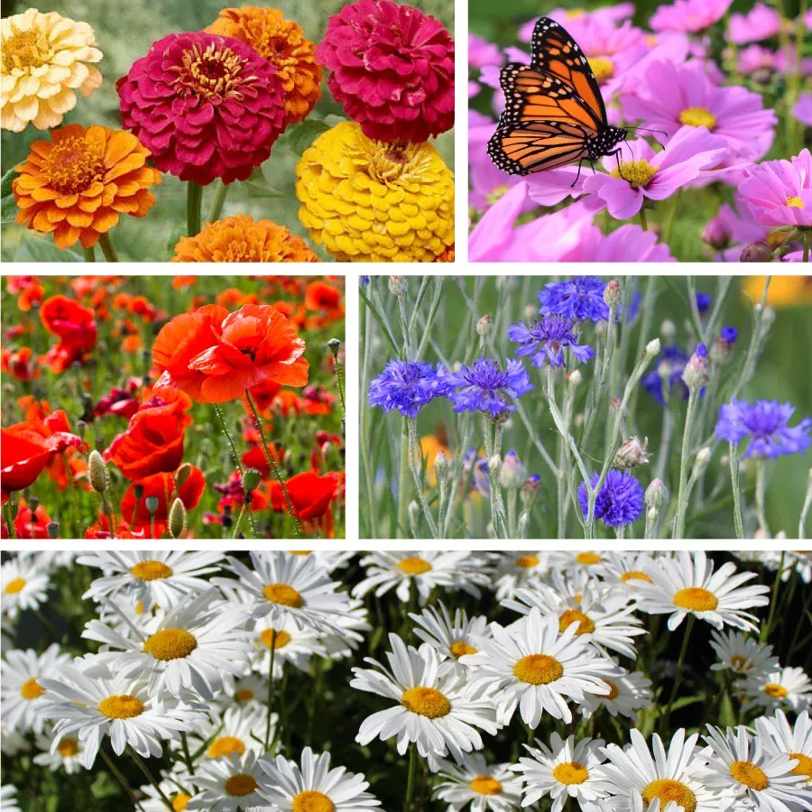 classic-hits-wildflower-seed-mix Classic Hits Wildflower Seed Mix