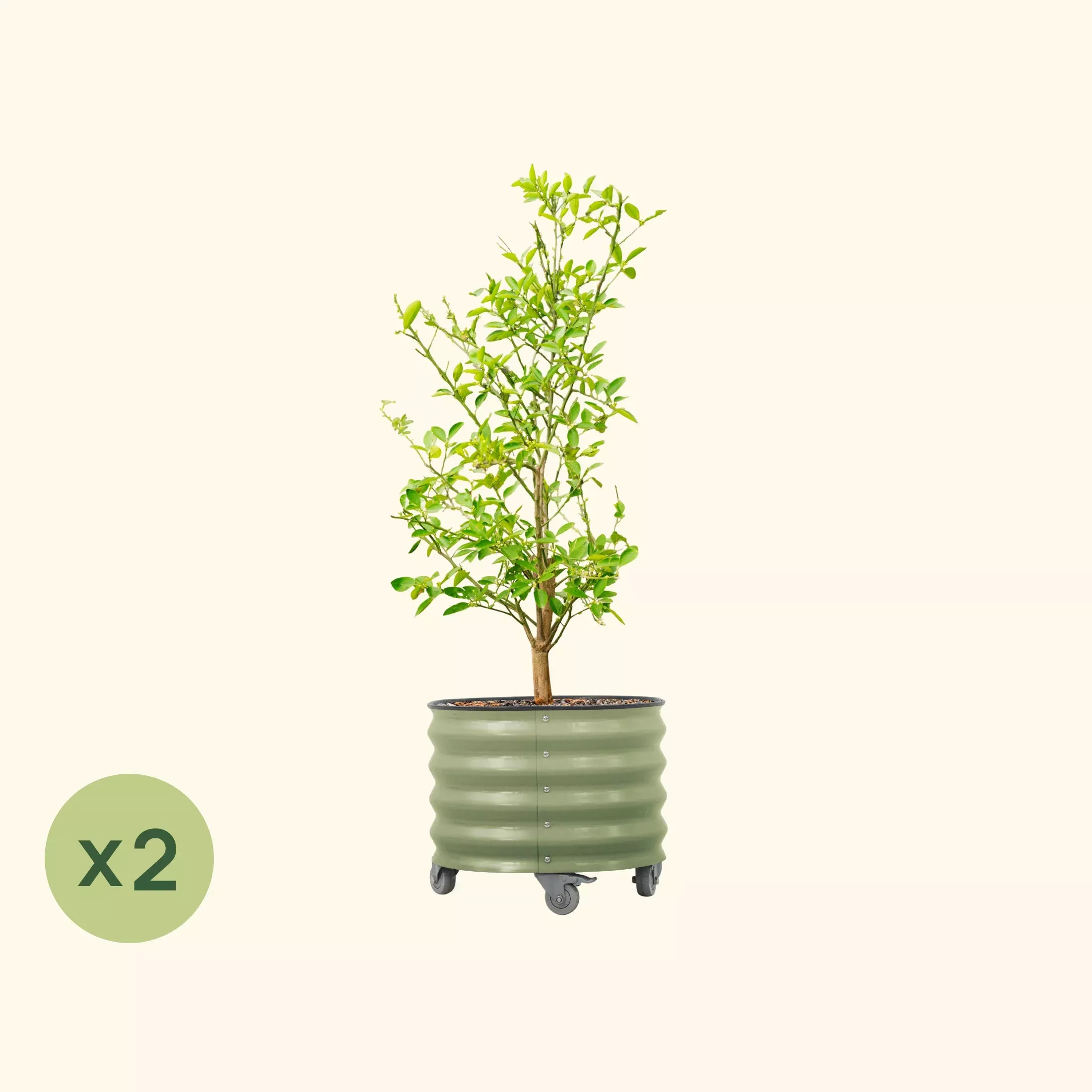 classic-rolling-citrus-tree-planter-2-pack-20-gallon Classic Rolling Citrus Tree Planter - 2 Pack (20 Gallon)