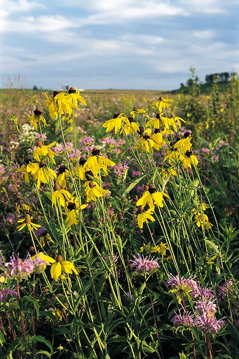 claybusters-seed-mix Claybusters! Seed Mix