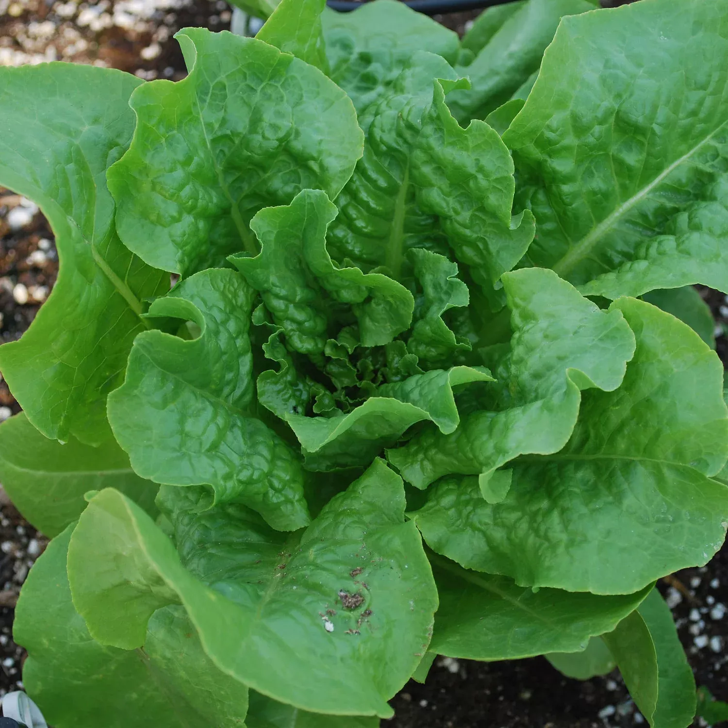 clean-fresh-buttercrunch-lettuce-2-pack Clean and Fresh Buttercrunch Lettuce (2 Pack)
