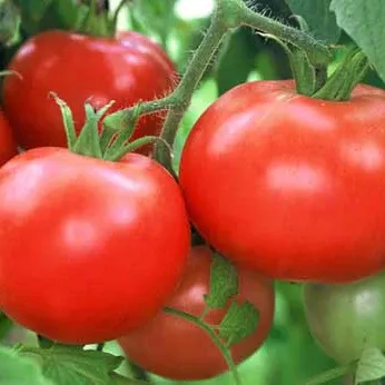 clear-pink-early-tomato Clear Pink Early Tomato