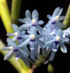 Cleisocentron merrillianum