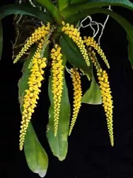 Cleisostoma spicata