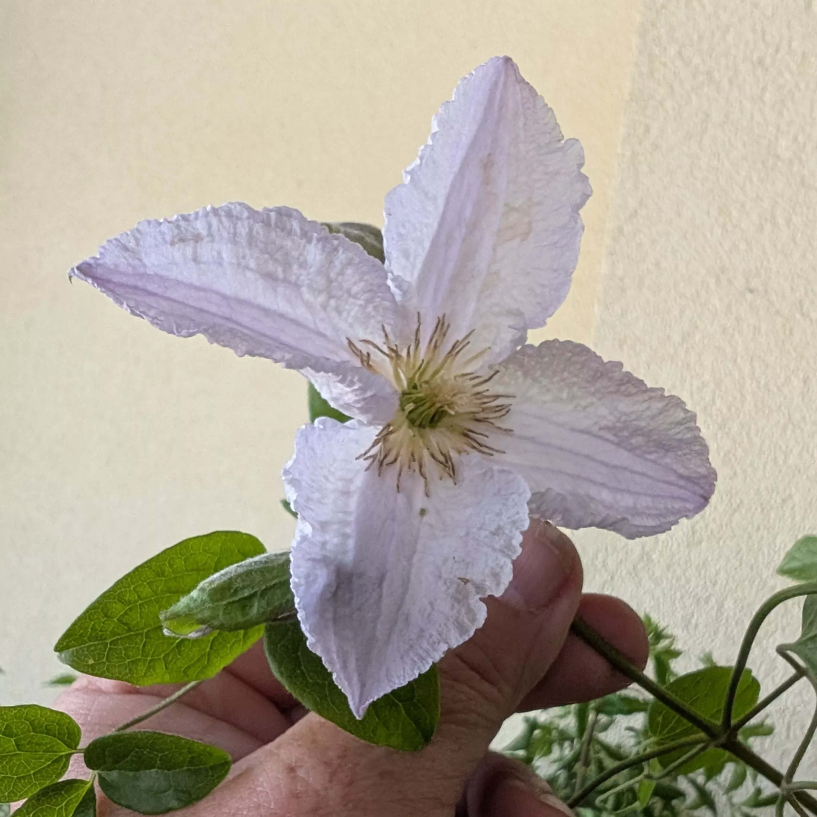 Clematis Blue Angel Clematis