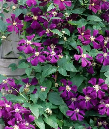 clematis-etoile-violette-clematis Clematis Etoile Violette Clematis