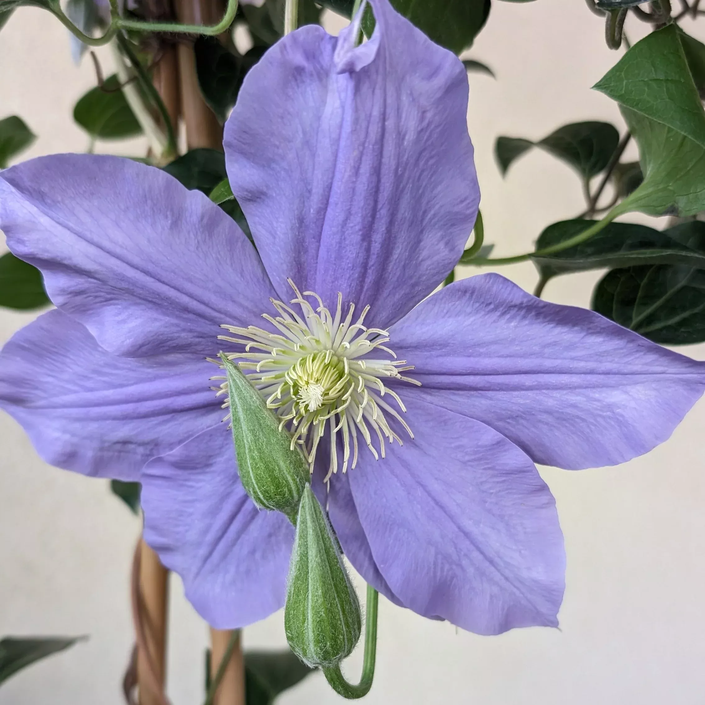 clematis-fujimusume Clematis Fujimusume