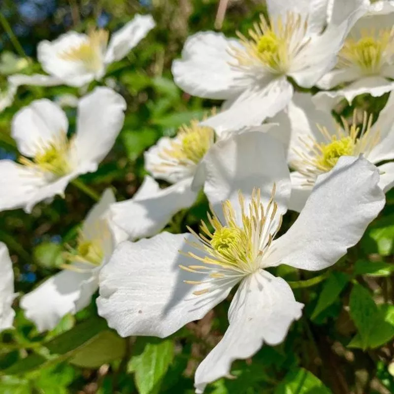 clematis-grandiflora Clematis ‘Grandiflora’