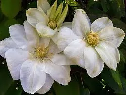 Clematis: 'Guernsey Cream Clematis' - 1 Gal (Bl)