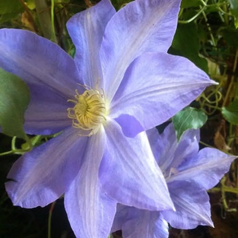 Clematis H.F.Young
