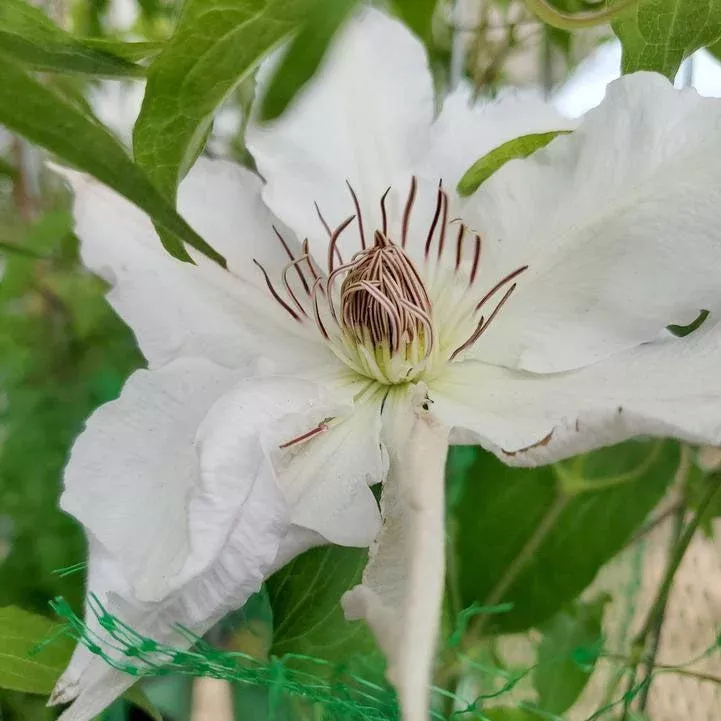 clematis-hyde-hall-potted-clematis-plant Clematis Hyde Hall™ Potted Clematis Plant