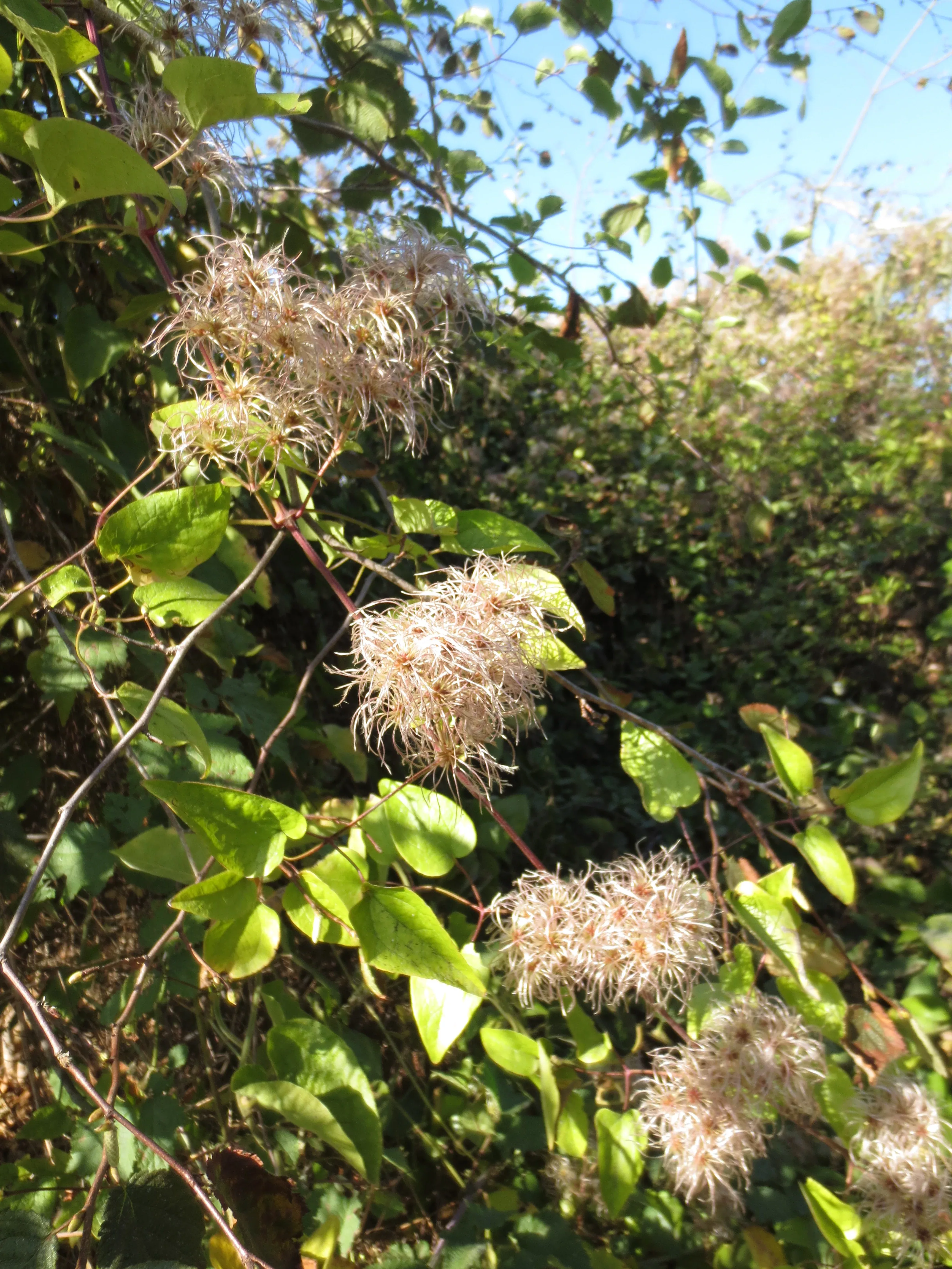 clematis-ligusticifolia-western-virgin-s-bower Clematis ligusticifolia, Western Virgin's Bower