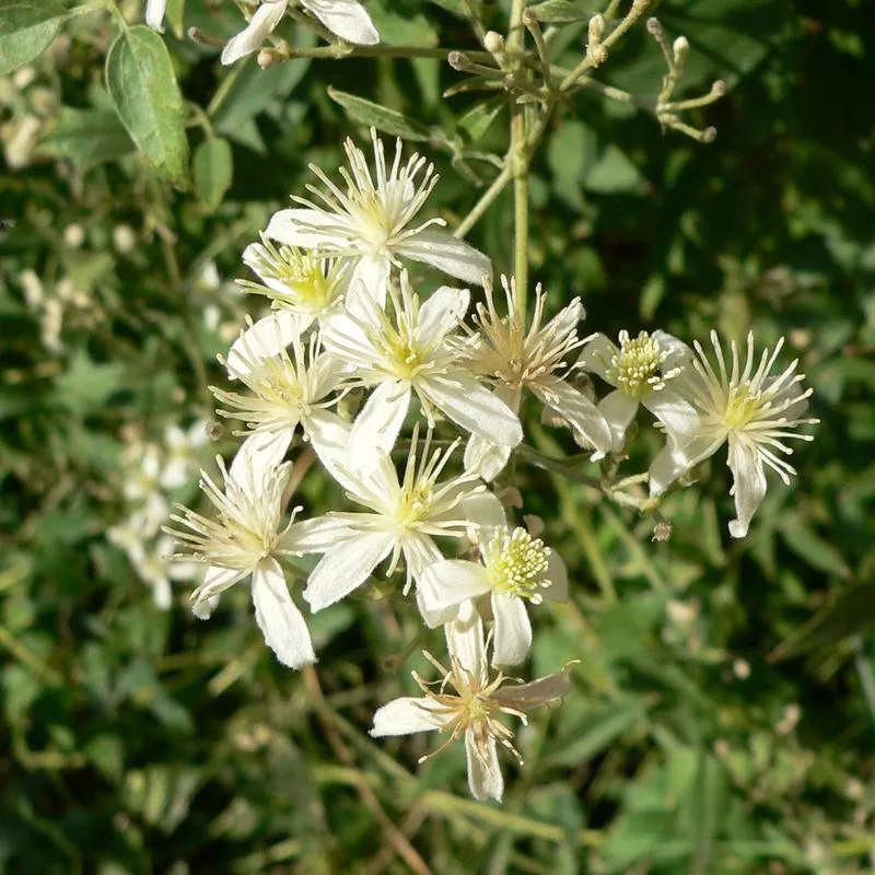 clematis-ligusticifolia Clematis ligusticifolia