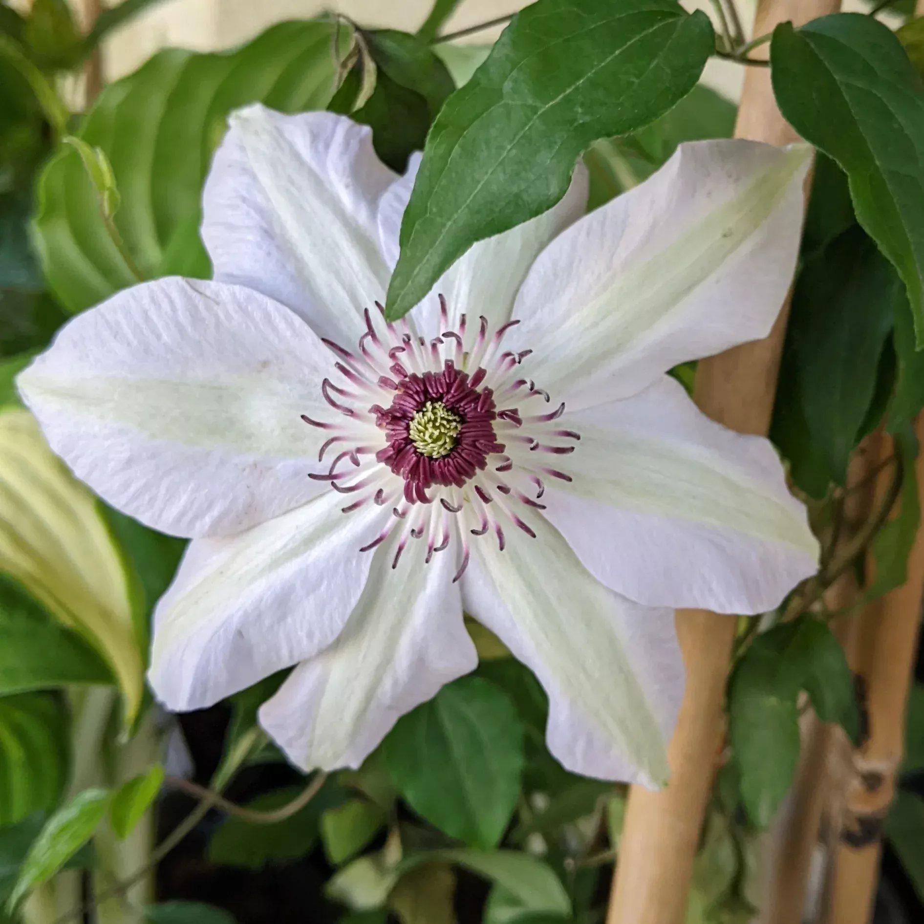 clematis-miss-bateman-clematis Clematis Miss Bateman Clematis