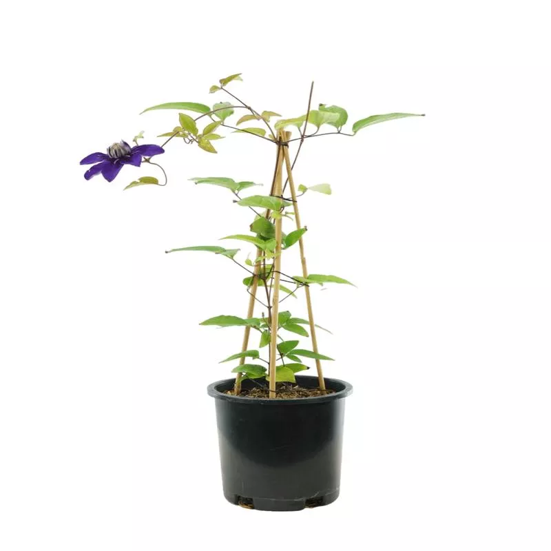 Clematis Multi-Blue