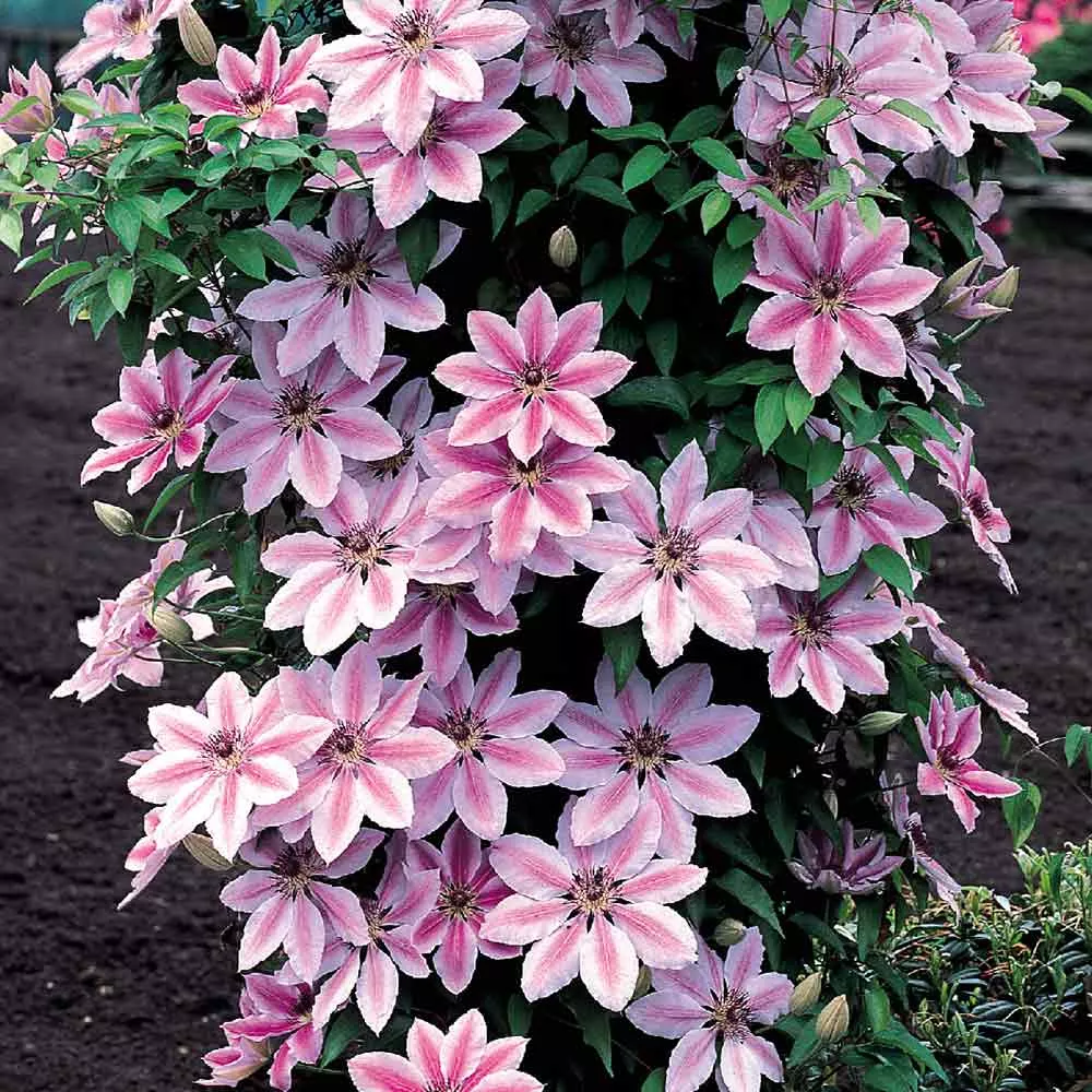 clematis-nelly-moser-1-gal-bl Clematis 'Nelly Moser' 1 Gal (Bl)