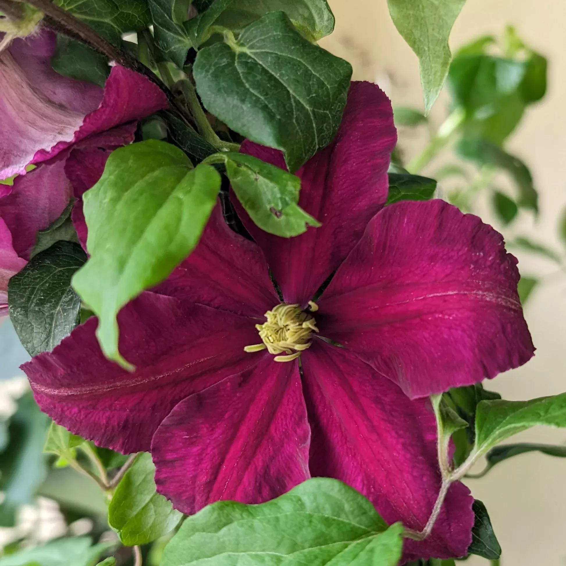 clematis-niobe-clematis Clematis Niobe Clematis