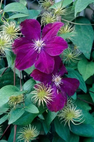 Clematis Rouge Cardinal Clematis