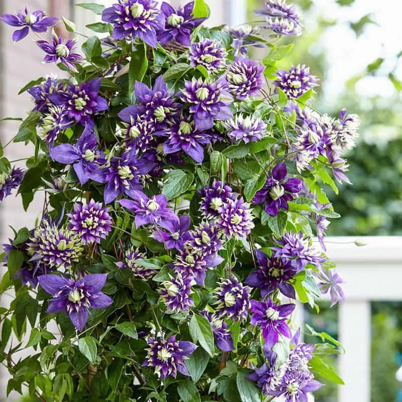 clematis-taiga Clematis Taiga
