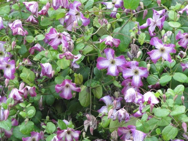 Clematis Viticella Minuet