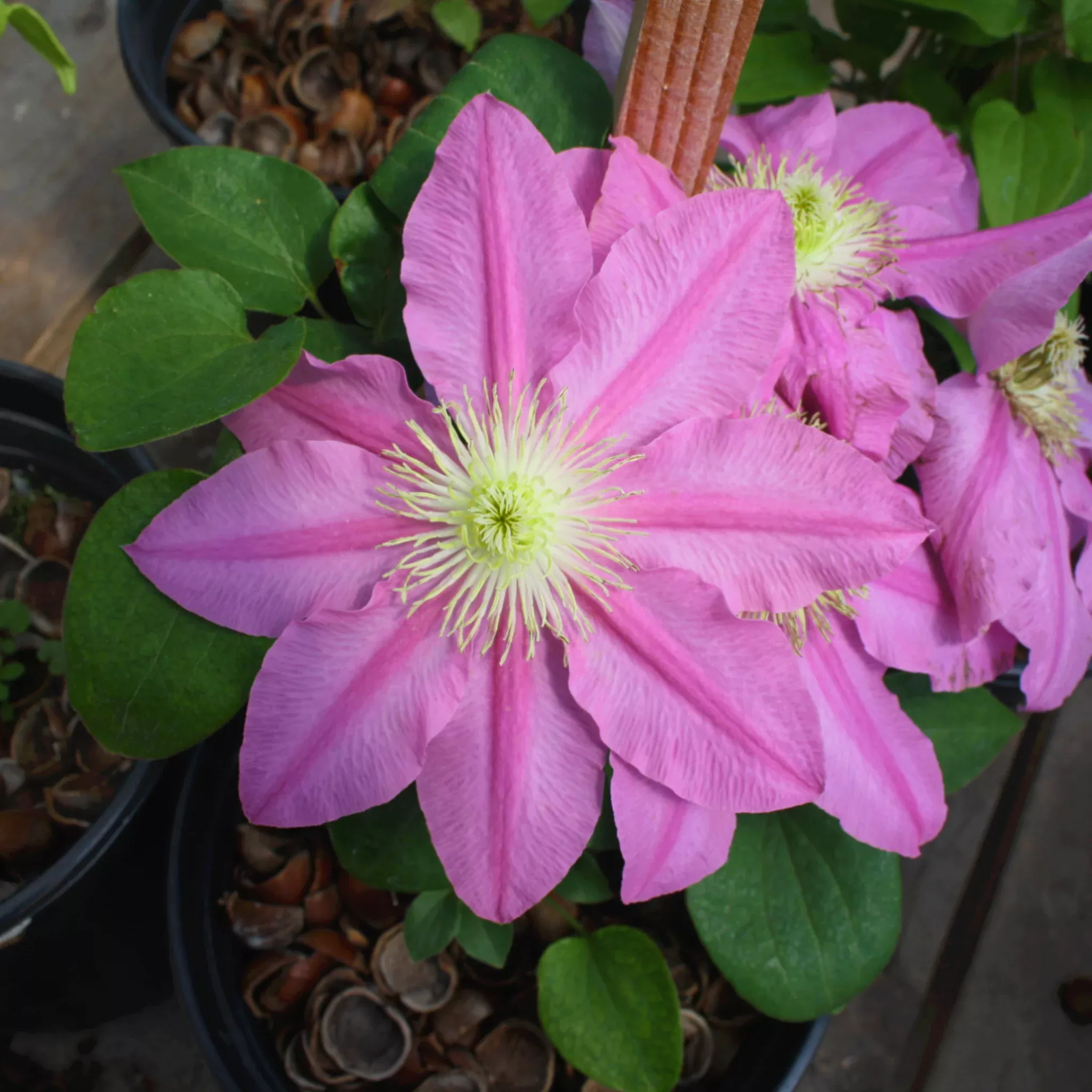clematis Clematis