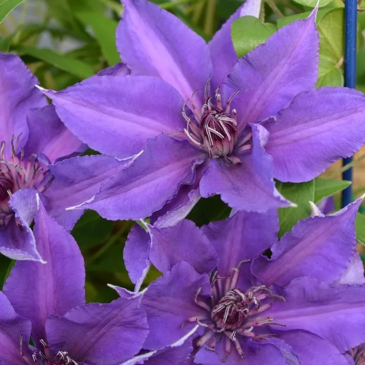 clematisedda-potted-clematis-plant ClematisEdda™ Potted Clematis Plant