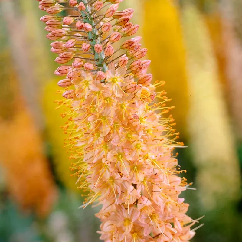 cleopatra-foxtail-lily-eremurus Cleopatra Foxtail Lily (Eremurus)