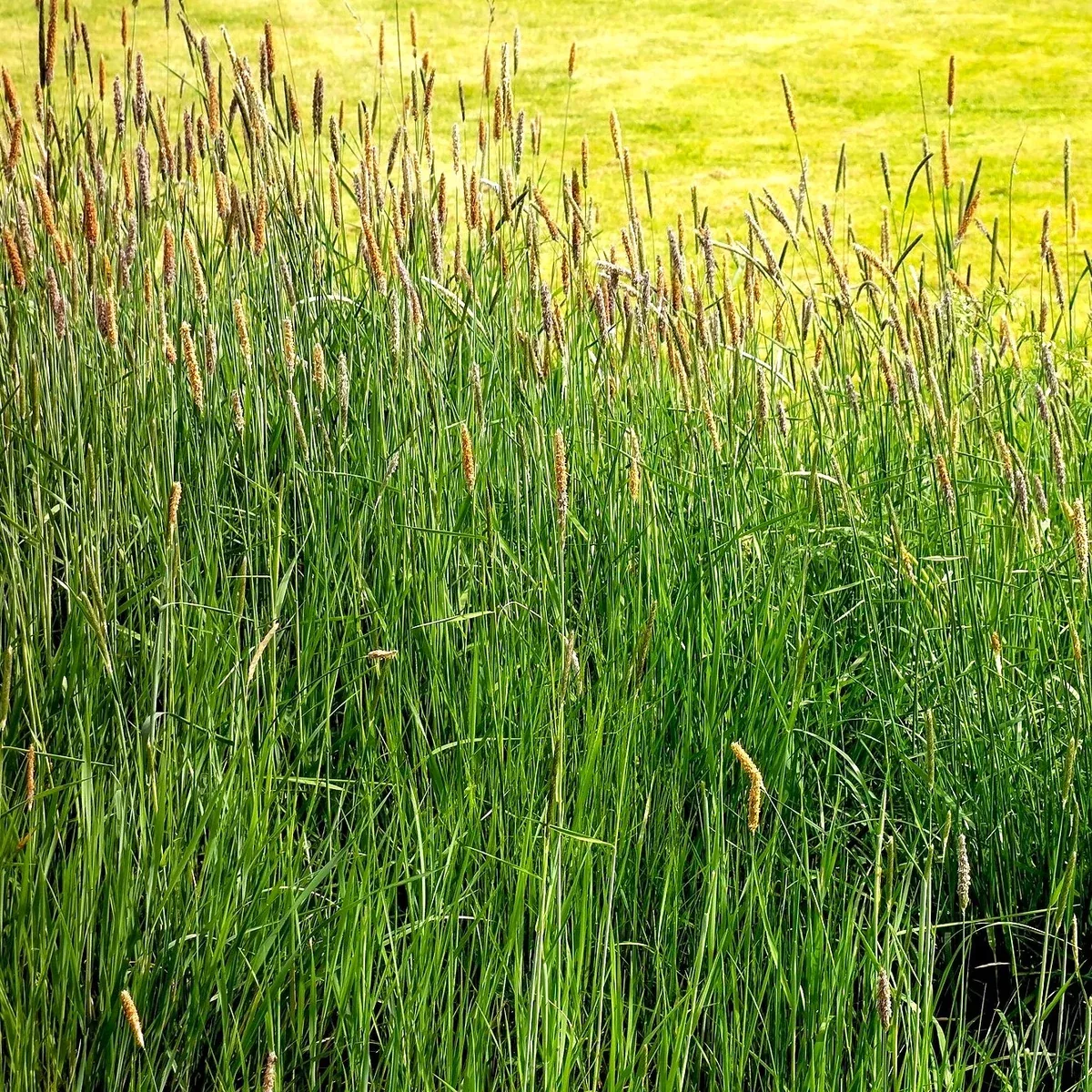 climax-timothy-grass Climax Timothy Grass