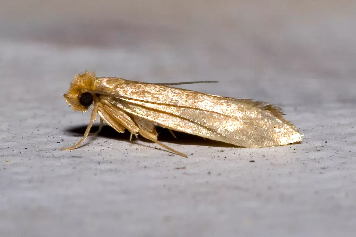 clothes-moth-trap-lure Clothes Moth Trap and Lure