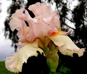cloudia Cloudia
