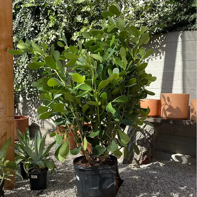 clusia-rosea-autograph-tree Clusia rosea, Autograph Tree