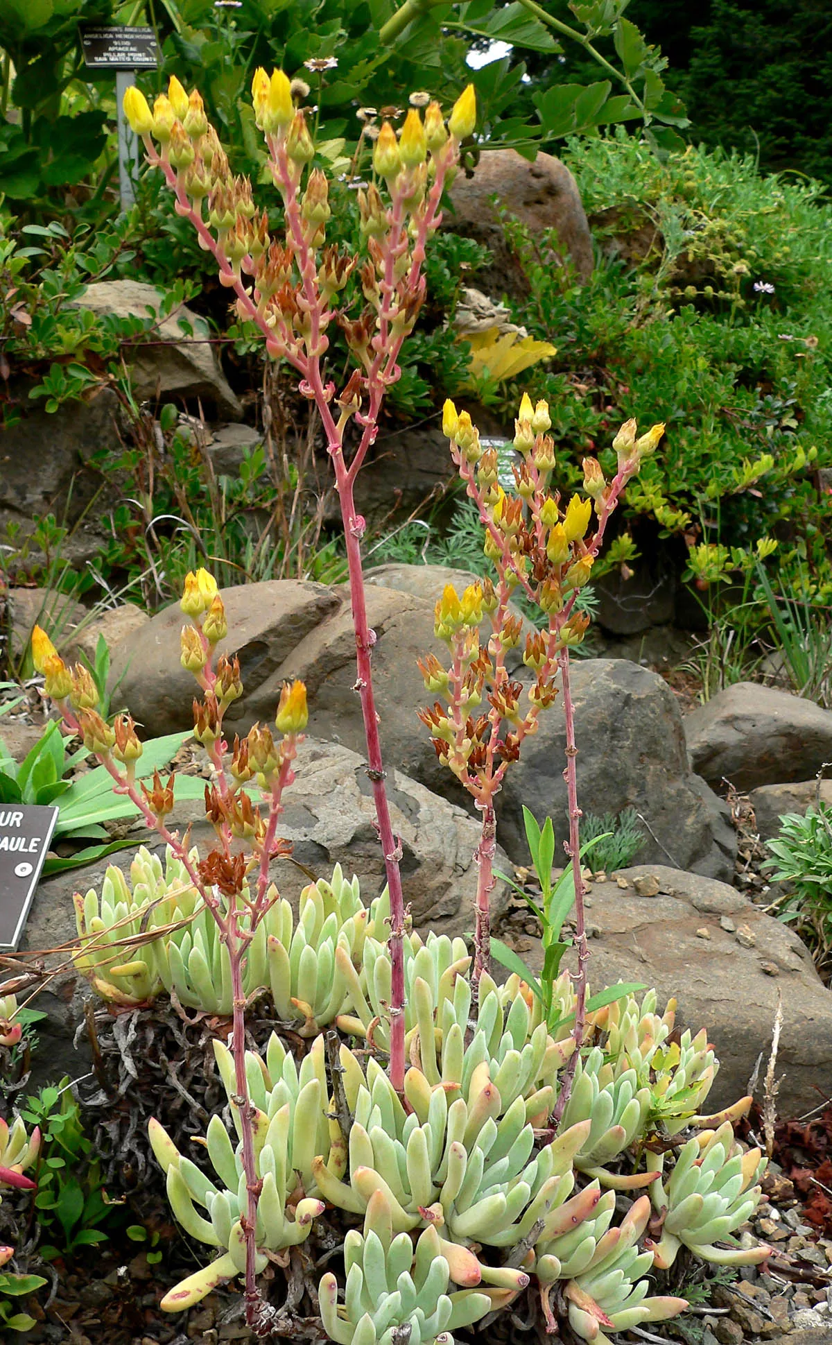 coast-dudleya Coast Dudleya