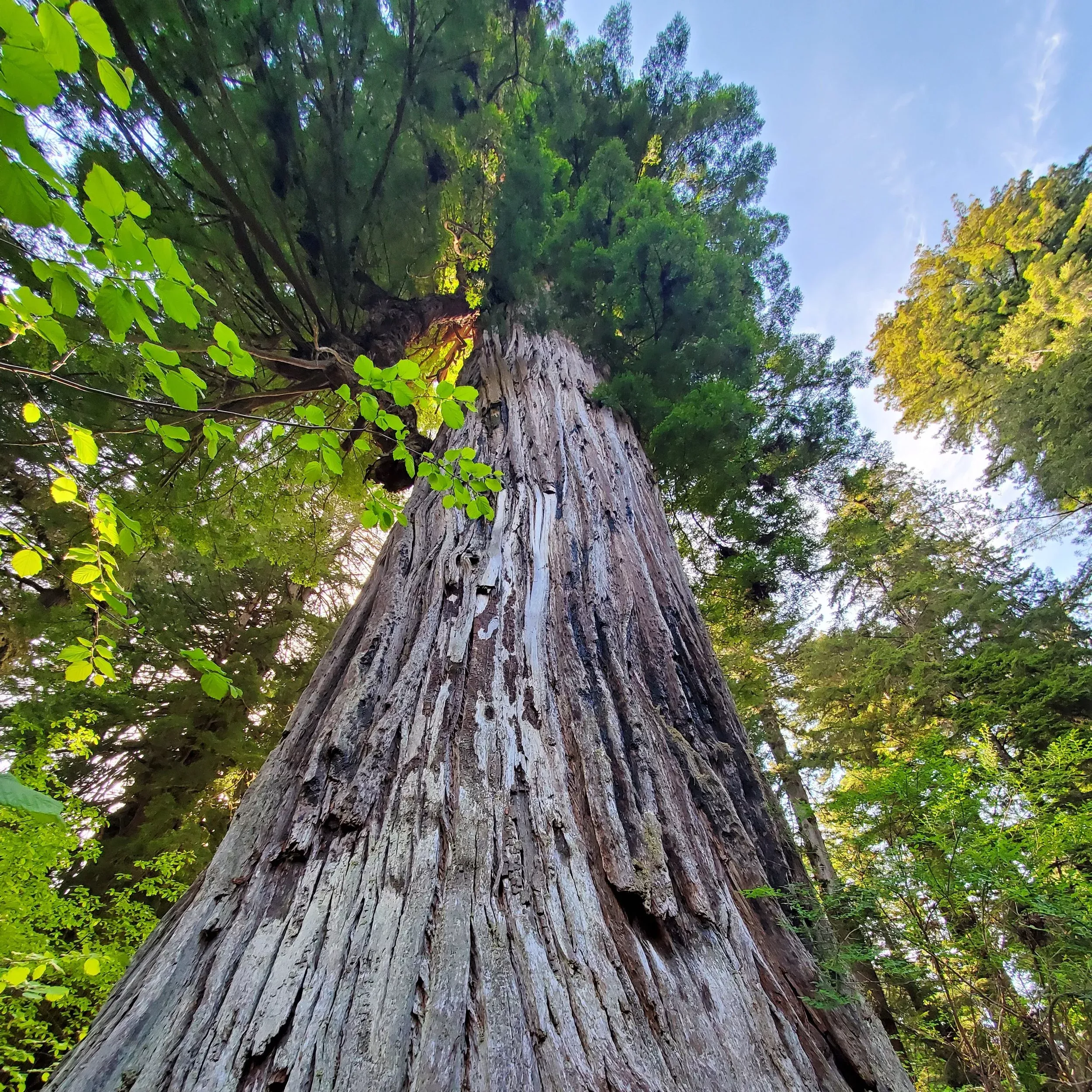 coast-redwood Coast Redwood