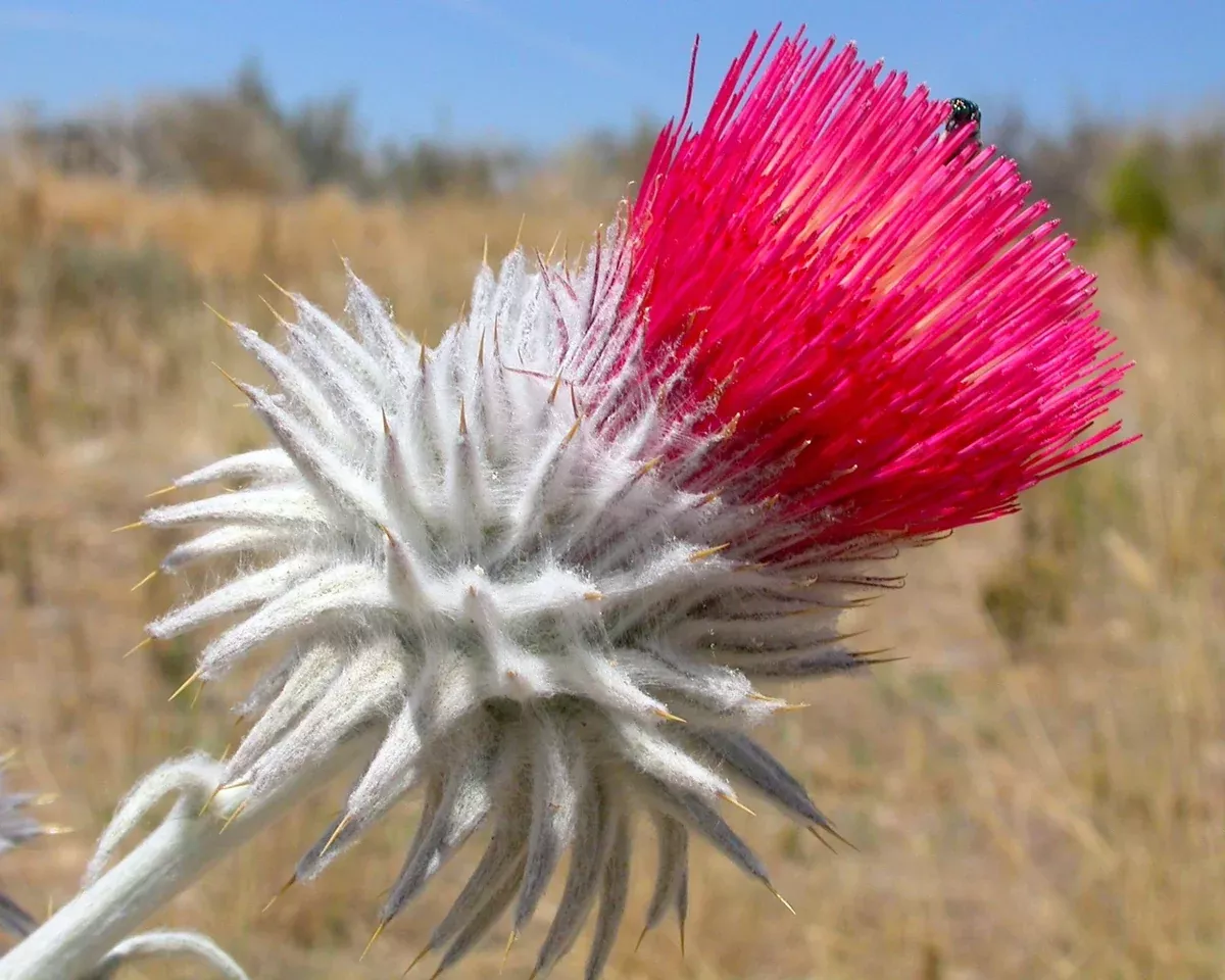 cobweb-thistle-seeds-cirsium-occidentale Cobweb Thistle Seeds (Cirsium occidentale)