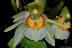 Coelogyne assamica