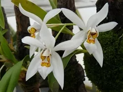 Coelogyne occulata