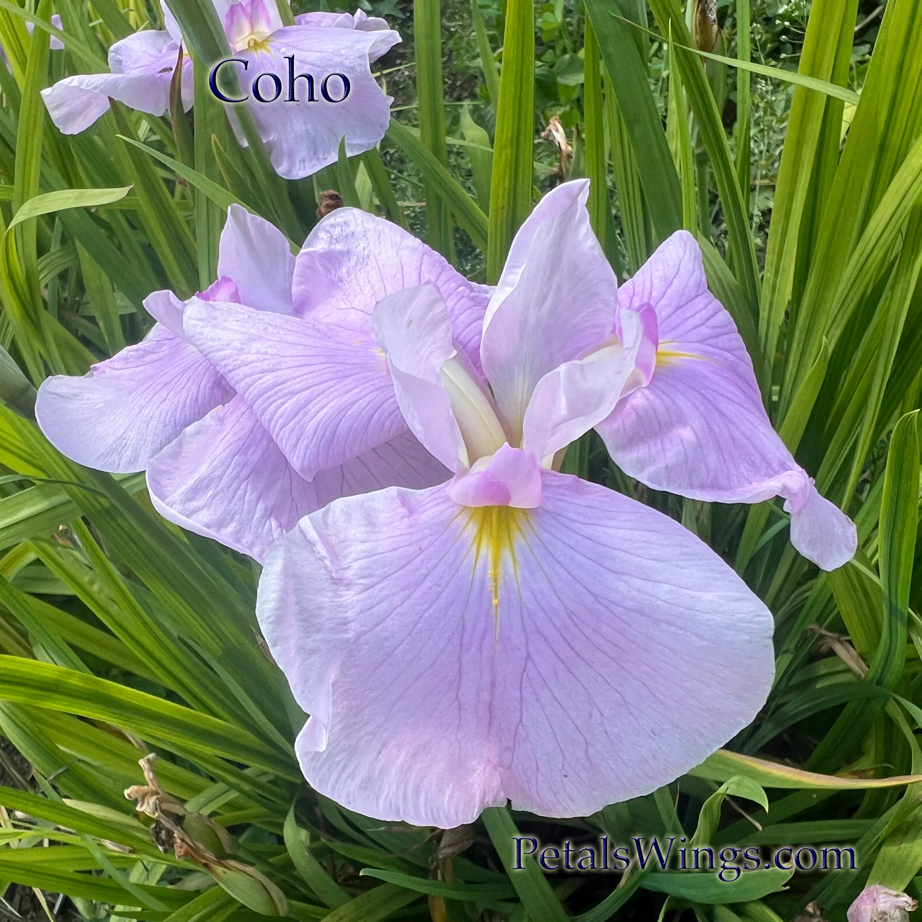 coho-ensata-japanese-iris COHO- Ensata Japanese Iris