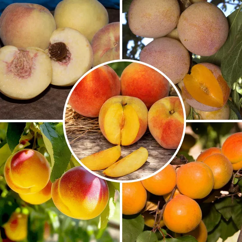 cold-hardy-fruit-salad-4-on-1-multi-grafted-fruit-tree Cold Hardy “Fruit Salad” 4 on 1 Multi Grafted Fruit Tree