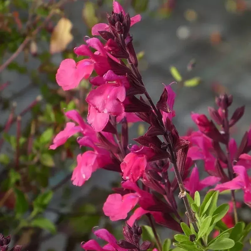 cold-hardy-pink-texas-salvia Cold Hardy Pink Texas Salvia