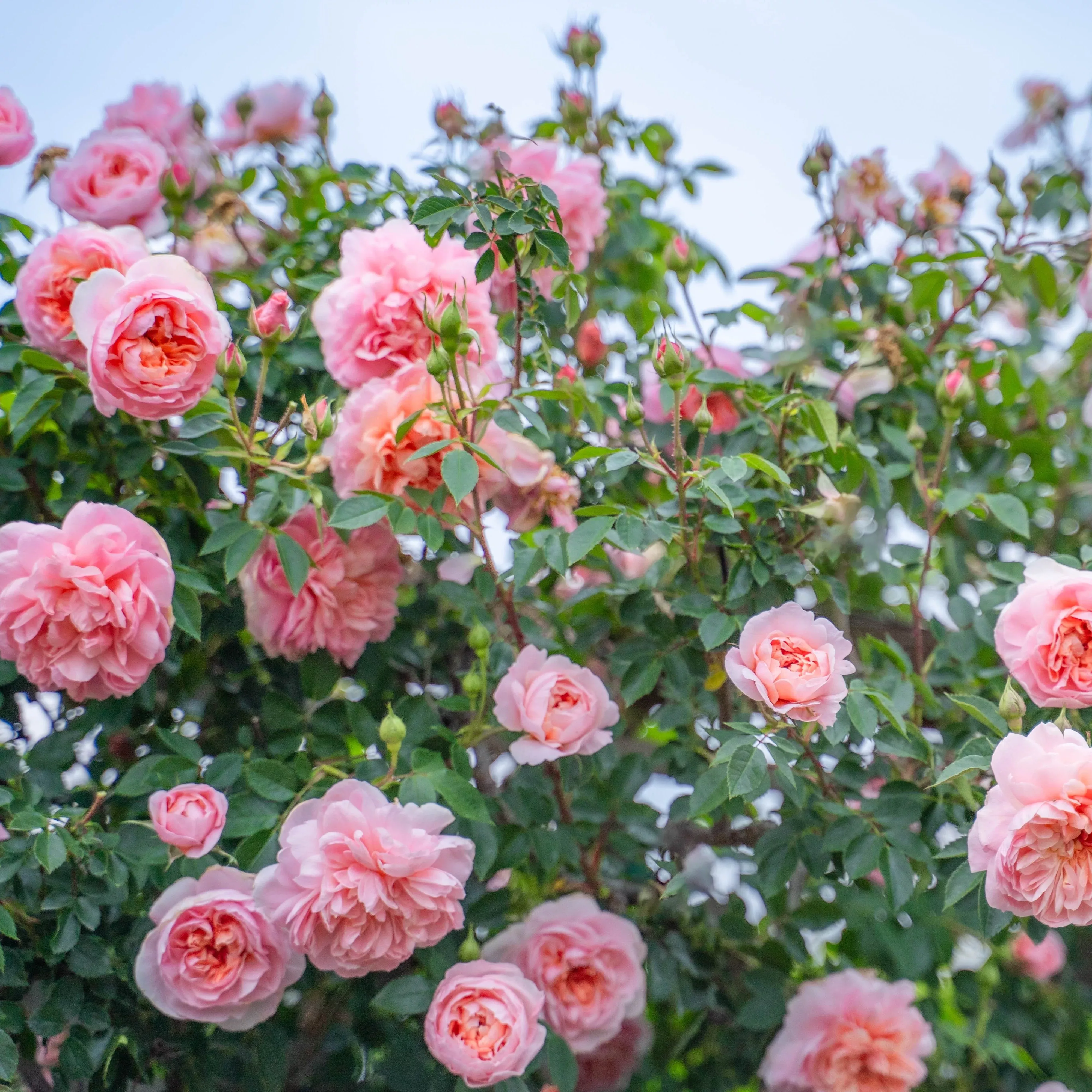 colette-potted-climbing-rose Colette™ Potted Climbing Rose