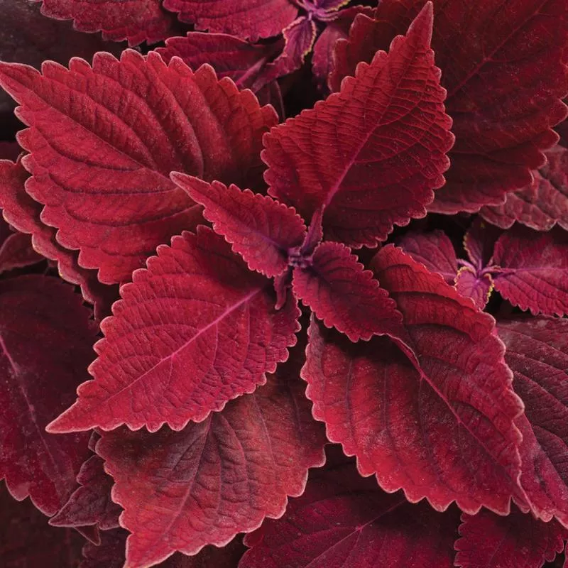 coleus-colorblaze-rediculous Coleus Colorblaze 'Rediculous'