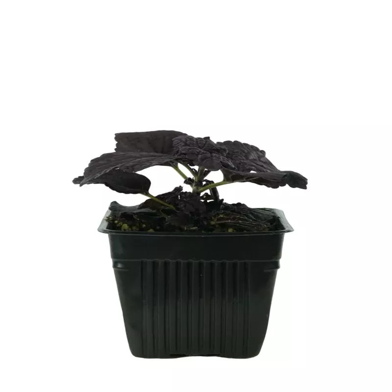 coleus-dark-star Coleus 'Dark Star'