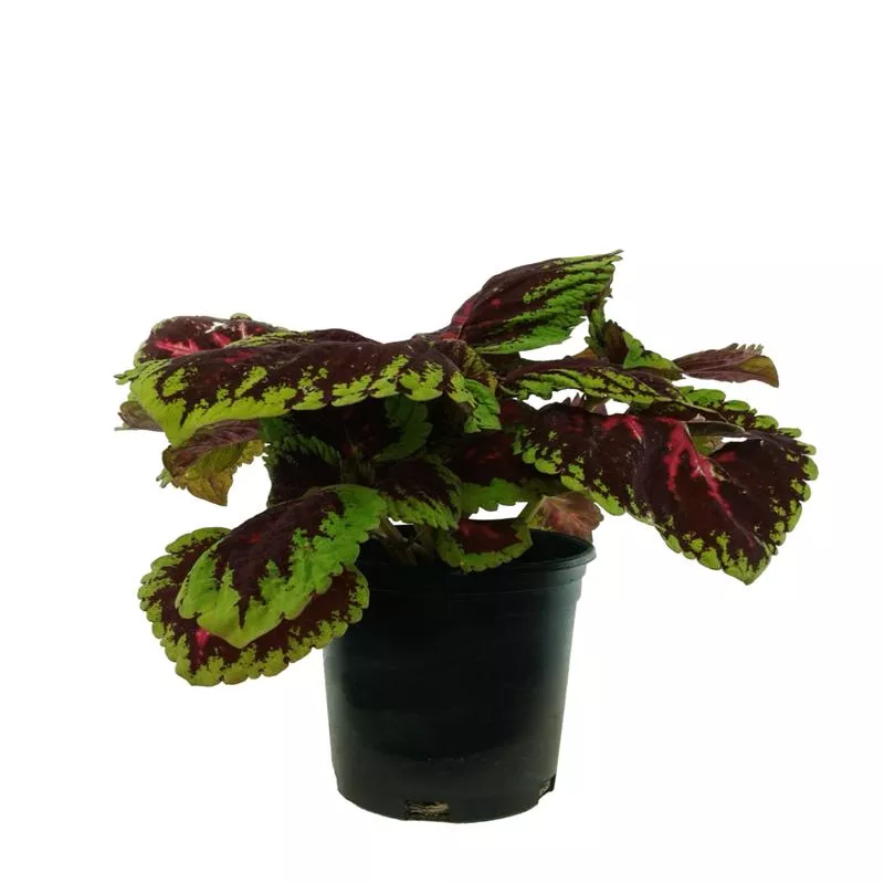 coleus-kong-red Coleus (Kong Red)