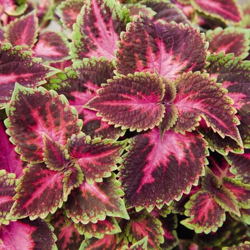 coleus-main-street-fifth-avenue Coleus (Main Street Fifth Avenue)