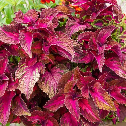 coleus-main-street-sunset-boulevard Coleus (Main Street Sunset Boulevard)