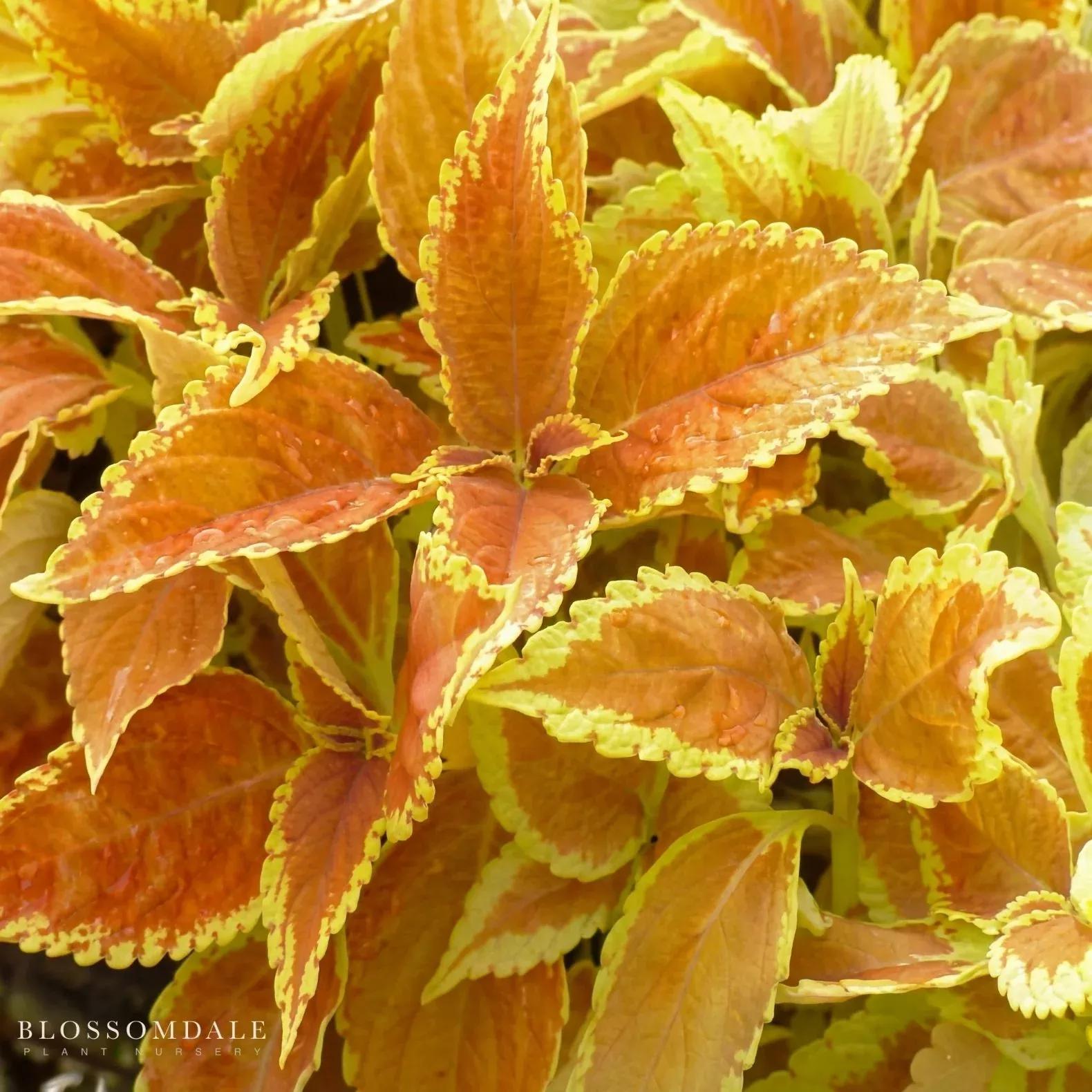 coleus-rustic-orange Coleus 'Rustic Orange'