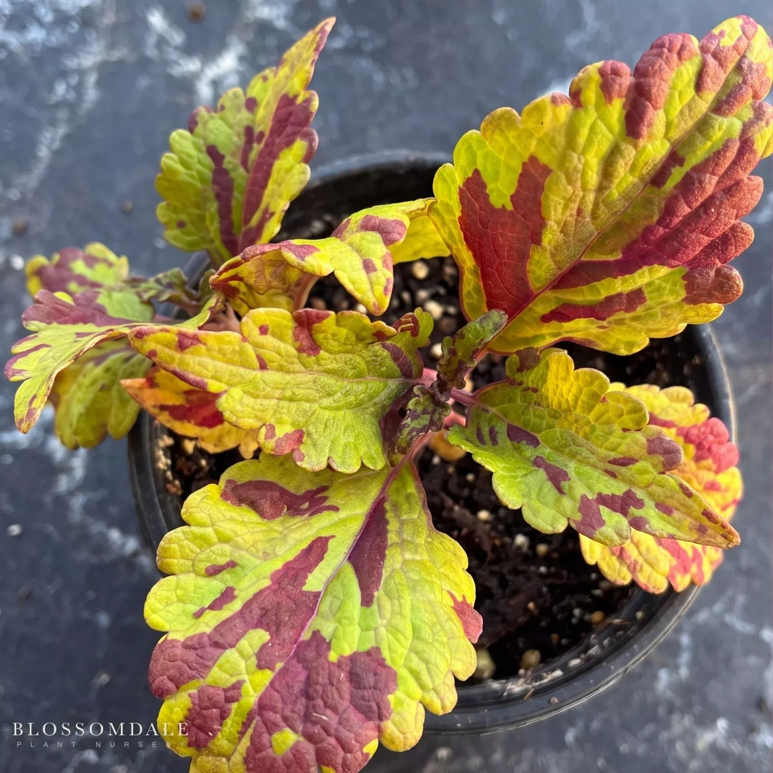 coleus-stormy-weather Coleus 'Stormy Weather'
