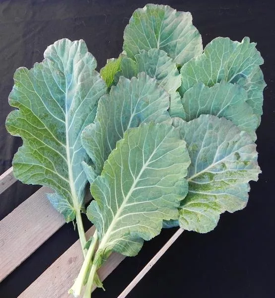 collard-greens Collard Greens