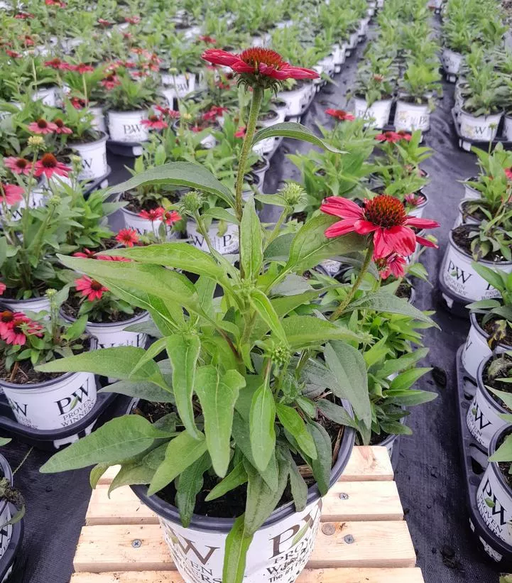 color-coded-frankly-scarlet-coneflower Color Coded Frankly Scarlet Coneflower